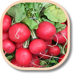 Red Radishes